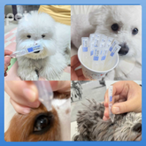 Doocamedi Cellcare Pet Eye Drop in use for hydrating, cleansing, and protecting pets' eyes with convenient single-use vials.